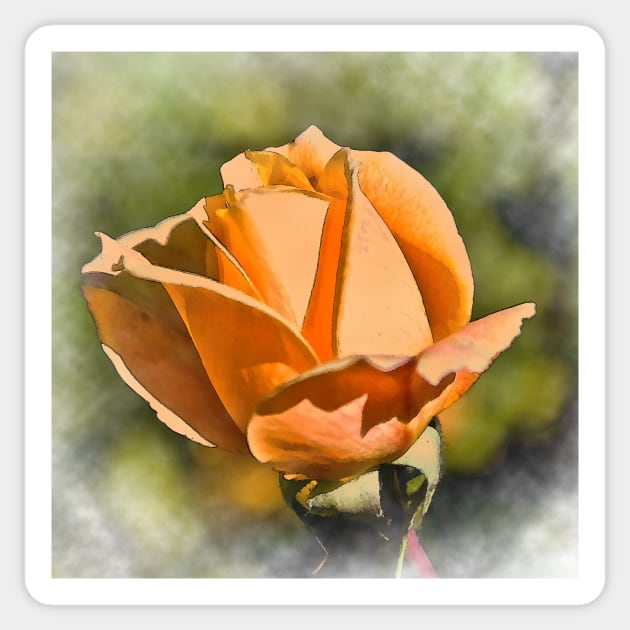 Peach Rose Bud In Watercolor Sticker by KirtTisdale